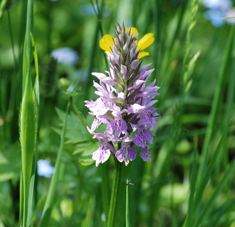 Dactylorhiza da determinare
